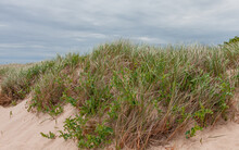 Sand Dune Vegetation (Sea Pea And Smooth Cordgrass Shrubs) Under Blue Cloudy Sky Near Ocean Shore 