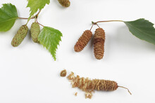 Betula Pendula Twigs With Catkins. Set Of Green And Dry Seeds Of Birch Tree Isolated On White Background. Medicinal Raw Material.