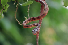 Close-Up Of A Many-spotted Cat Snake Hanging Upside Down, Indonesia