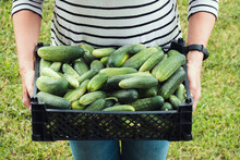 Woman Holding Box Full Of Freshly Harvested Cucumbers. Small Family Eco Farm, Local Farming, Harvesting Concept