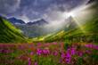 © RooM The Agency - Wildflowers growing in an alpine meadow in summer, Meiental, Uri, Switzerland