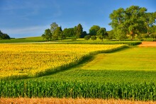 Rural Landscape With Sunflowers And Corn Fields, Aargau, Switzerland