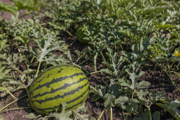 Wall Mural - Ocelot watermelons grow on the ground in the sun. Concept of agriculture and healthy food