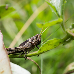 grasshopper on a leaf