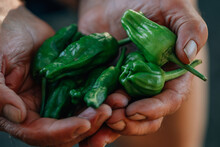 Farmer Hands With Harvest Of Green Peppers