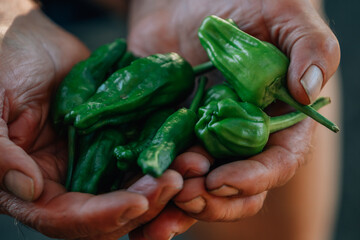 farmer hands with harvest of green peppers