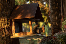 A Squirrel Eats In A House In A Feeder At Sunset Among The Trees