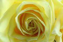 Yellow Rose Closeup