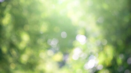 Abstract background bokeh green leaf background Nature and background concept