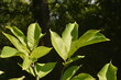 magnolia, zelone liście