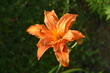 lilia, kwiat pomarańczowy