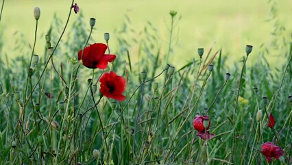 Wall Mural - Poppy field. Red poppies and other wildflowers in the sunset light. The concept of summer nature. Concept: nature, spring, biology, fauna, environment, ecosystem.