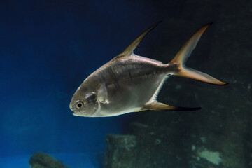 Wall Mural - Big trachinot swims in the water. West Indian trachinot or Trachinotus goodei.