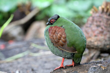 The Crested Partridge (Rollulus Rouloul) Also Known As The Crested Wood Partridge