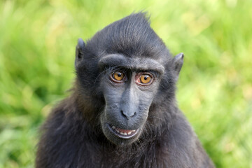 Poster - Close up shot of a crested macaque (Macaca Nigra)