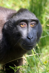 Poster - Close up shot of a crested macaque (Macaca Nigra)