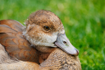 Canvas Print - Young Egyptian goose (Alopochen aegyptiaca)