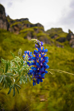 Blue Flower In Mountain Cusco Peru