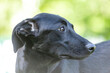 Head portrait of a pretty female crossbreed mongrel dog in summer outdoors