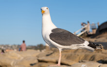 Adult Larus Marinus Gull Seabird Standing Natural Background