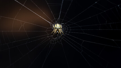 spider web with dew drops