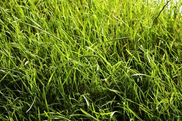 Beautiful lush green grass as background, closeup