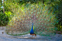 Beautiful Indian Peacock displaying His Tail