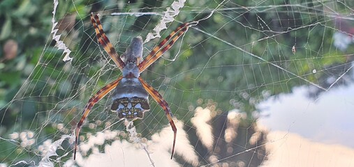 spider web with dew drops