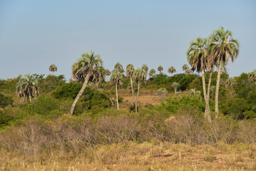 Wall Mural - Summer landscape of El Palmar National Park, in Entre Rios, Argentina, a protected area where the endemic Butia yatay palm tree is found. Concepts: ecological tourism, protection of native species.