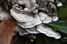 Mushroom Named "Aragekawaradake (hairy Bracket, Trametes Versicolor)" That Grows In Clusters At The Base Of Trees.