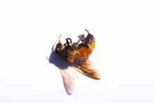 Close-up Of Dead Bee Isolated On White Background
