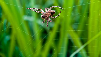 spider nest net. spiders use webs as traps