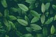 Leinwandbild Motiv Nature green leaf background, kratom tree grows on dark plant tree kratom leaves - Mitragyna speciosa korth medicinal plants