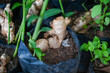 Ginger root on ground pot, nature ginger plant tree cultivate planting on soil , Growing ginger