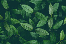 Nature Green Leaf Background, Kratom Tree Grows On Dark Plant Tree Kratom Leaves - Mitragyna Speciosa Korth Medicinal Plants