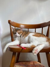2 Years Old Ms. Macaron Chilling On The Wooden Chair, Adorable Curls And Paws, Year 2022 July Tokyo Japan