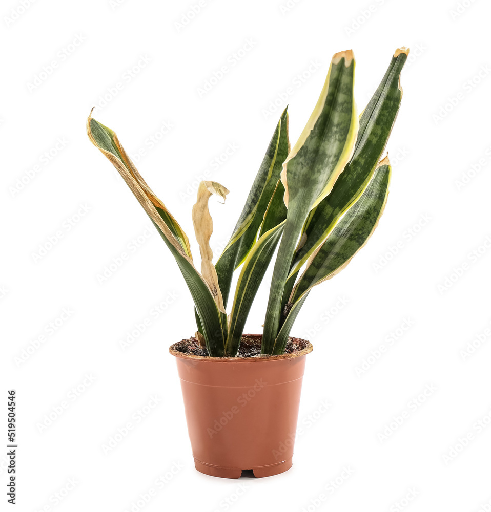 Wilted snake plant on white background