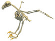 Bald Eagle Skeleton bird anatomy 3D rendering