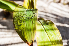 Canna Lily Plant With Rain Droplets On Its Leaves, Close-up Shot At Shallow Depth Of Field