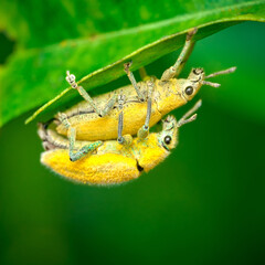 Wall Mural - gold dust weevil hypomeces pulvigerneeds id