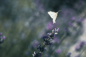 Wall Mural - Pieris butterfly on lavender flower and natural background.