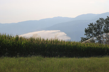  Agricultural irrigation system watering green corn field on sunny summer day in the northern italian countryside with mountains background