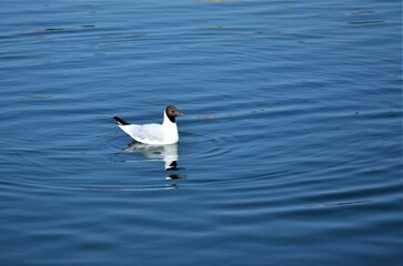 Sticker - Versailles, France - White swans on a lake