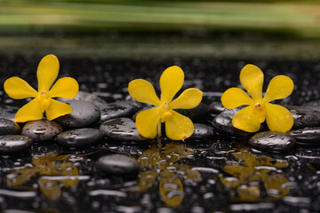 Wall Mural - Still life of with 
Three Yellow orchid  and candle with zen black stones on wet background,
