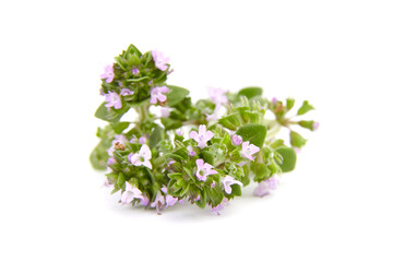 Wall Mural - Medicinal blooming thyme herb isolated on white