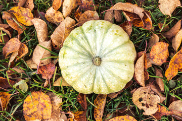 Autumnal Background. Autumn fall pumpkin on dried fall leaves garden background outdoor. October september wallpaper Change of seasons ripe organic food concept Halloween party Thanksgiving day