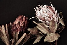 Dry Exotic Flowers Protea On Black Background Close Up . Poster. Minimal Floral Card.