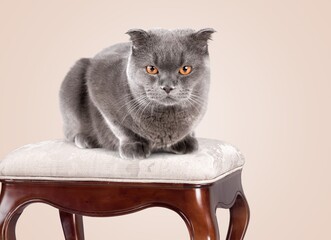 Poster - Curious cute young kitten sitting on wooden stool.