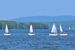 Youth sailing regatta on the pond on a summer day