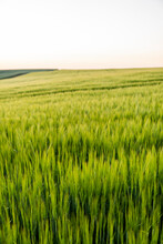 Green Barley Field In Spring. Amazing Rural Landscape. Sun Over Fields Of Ripening Barley.